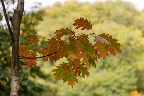 Quercus Rubra - Rote Eiche